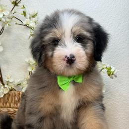 Zoro - Tri-color male Bernedoodle puppy in Yuciapa, California from AlltheDoodlez_