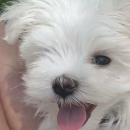 Maltese, Morkies, and Yorkshire Terriers from Mountain Top Hot Tailz