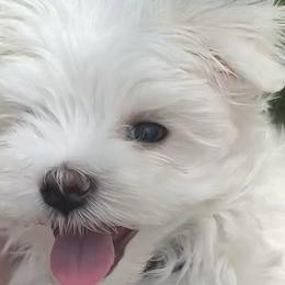 Maltese, Morkies, and Yorkshire Terriers from Mountain Top Hot Tailz