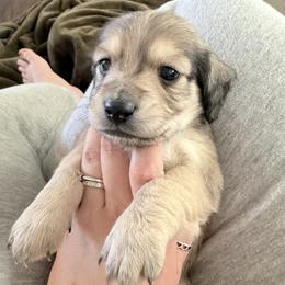 Brownie - Cream male Dachshund puppy in Fort Worth, Texas from The Holloway Dachshunds