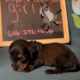 Ed - Wild boar female Dachshund puppy in Livingston, Kentucky from Illyria Dox & GSD