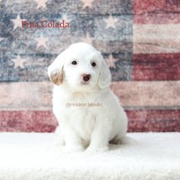 Pina Colada - Apricot female Australian Labradoodle puppy in Hurricane, Utah from Red Desert Doodles