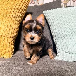 Small stripe - Black and tan male Yorkshire Terrier puppy in Boone, North Carolina from Coffeycup Yorkies