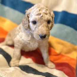 Joey (Red Collar) - Caramel cream female Labradoodle puppy in Toledo, Washington from Bigfoot Doodles