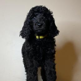 Poodles from Glory Bound Farm & Kennel