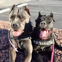 Cane Corso All Grown Up from Triple H Cane Corso