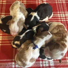 AKC Girl 4 Blenheim - Blenheim female Cavalier King Charles Spaniel puppy in Pleasant Hill, Iowa from Harvest Creek