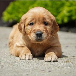 Nyla - Dark golden female Golden Retriever puppy in Saint Joe, Indiana from Golden Acres Farm