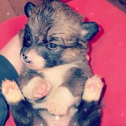 American Corgi Puppies from Highland corgis