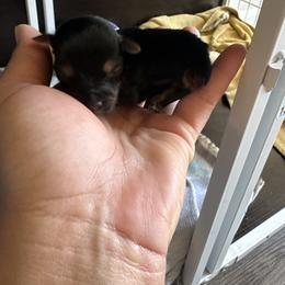 Sas - Black and tan female Yorkshire Terrier puppy in Columbia, Missouri from Keonia's Yorkshire Terriers