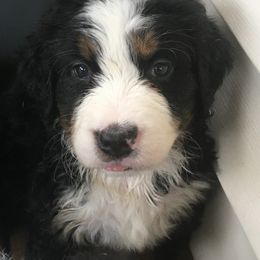 Bernese Mountain Dog Puppies from D’S Bernese Mountain Dogs