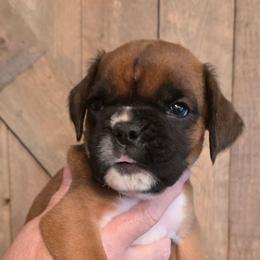 Gus - Fawn male Boxer puppy in Upper Sandusky, Ohio from Cornish Canines