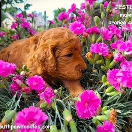 Jester - Red  male Goldendoodle puppy in Greer, South Carolina from South Paw Doodles