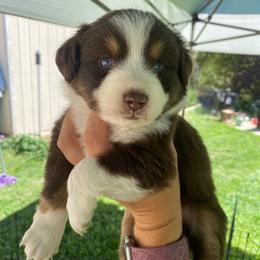 Brownie - Red tri female Miniature Australian Shepherd puppy in Sonora, California from Quarle Ranch Mini Aussies