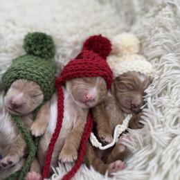 Goldendoodle puppies from Wild Acres Goldendoodles