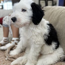 Bernedoodle, Goldendoodle, and Sheepadoodle Puppies from High Desert Doodles