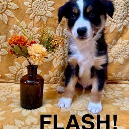 Flash - Black tri male Miniature American Shepherd puppy in Rochelle, Illinois from Countryside Kennels and Aussies