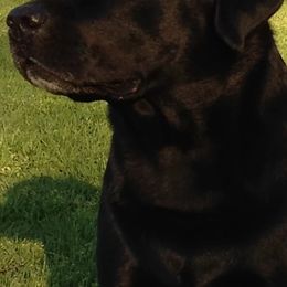 Labrador Retrievers from Kaufmann English Lab