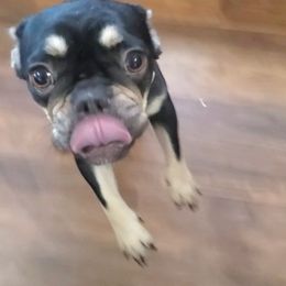Coco - French Bulldog