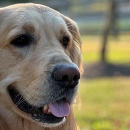 Goldendoodles from Milligan Valley Goldens & Doodles