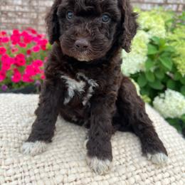 Brownie - Chocolate male Goldendoodle puppy in Ottawa, Ohio from Simply Beautiful Goldendoodles