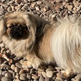 Tucker - Pekingese