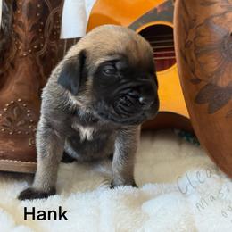 Hank - Fawn male Mastiff puppy in Sioux Falls, South Dakota from Clearbrook Mastiffs