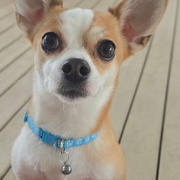 Buttercup - Chihuahua