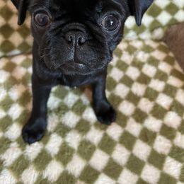 Pug Puppies from Galaxy Pugs of Georgia
