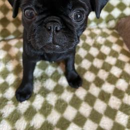 Pug Puppies from Galaxy Pugs of Georgia