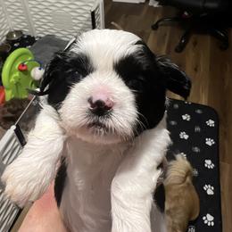 Jaxson- black collar - Black and white male Shih Tzu puppy in Mays Landing, New Jersey from Fancy Paws Shorkies & Shih Tzus
