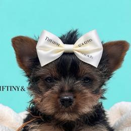 Runt Orange - Blue and gold male Yorkshire Terrier puppy in Milton, Florida from Sassenach Yorkie Kennels