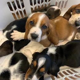 Basset Hound All Grown Up from Bodenhamer Hounds