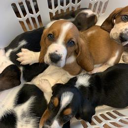Basset Hound All Grown Up from Bodenhamer Hounds