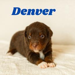 Denver - Red tri male Miniature Australian Shepherd puppy in Waco, Texas from Blue Rain Aussies