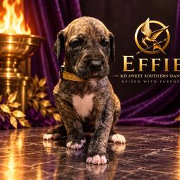 Effie - Brindle female Great Dane puppy in Montgomery, Texas from KD Sweet Southern Danes