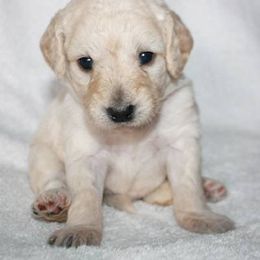 Bernedoodle, Goldendoodle, and Labradoodle Puppies from Apple Creek Doodles