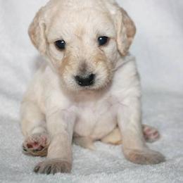 Bernedoodle, Goldendoodle, and Labradoodle Puppies from Apple Creek Doodles