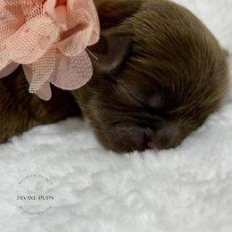 Girl 1 - Liver Shih Tzu puppy in League City, Texas from Divine Pups