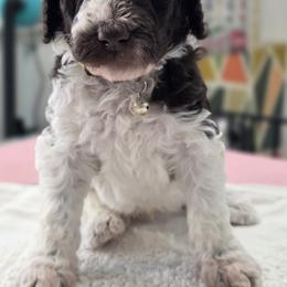 Poodle Puppies from Patitas