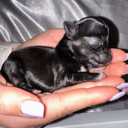 Boy 2 - Black Chihuahua puppy in Austin, Texas from Sinai’s Long Hair Apple Head Chihuahuas