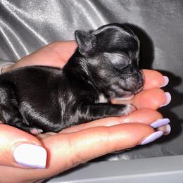 Boy 2 - Black Chihuahua puppy in Austin, Texas from Sinai’s Long Hair Apple Head Chihuahuas