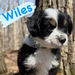 Wiles (Male 1) - Black tri-color male Aussiedoodle puppy in South Central, Pennsylvania from Windy Hills Mini Aussies & Doodles