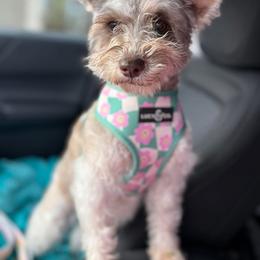 Honey - Miniature Schnauzer