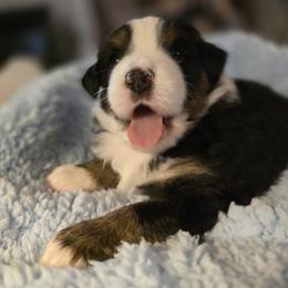 Miniature American Shepherd Puppies from All About Me Miniature American Shepherds
