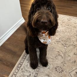 Juno - Australian Labradoodle