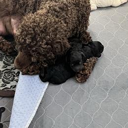 Phoebe - Poodle