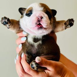 Bulldogs and French Bulldogs from River Valley Bulldogs