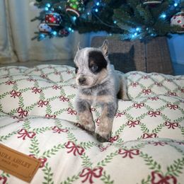Thadix - Blue speckled male Australian Cattle Dog puppy in Tucson, Arizona from Soqui Ortiz Cattle Ranch