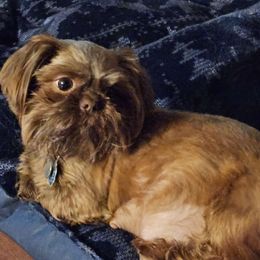 ROSIE - Shih Tzu
